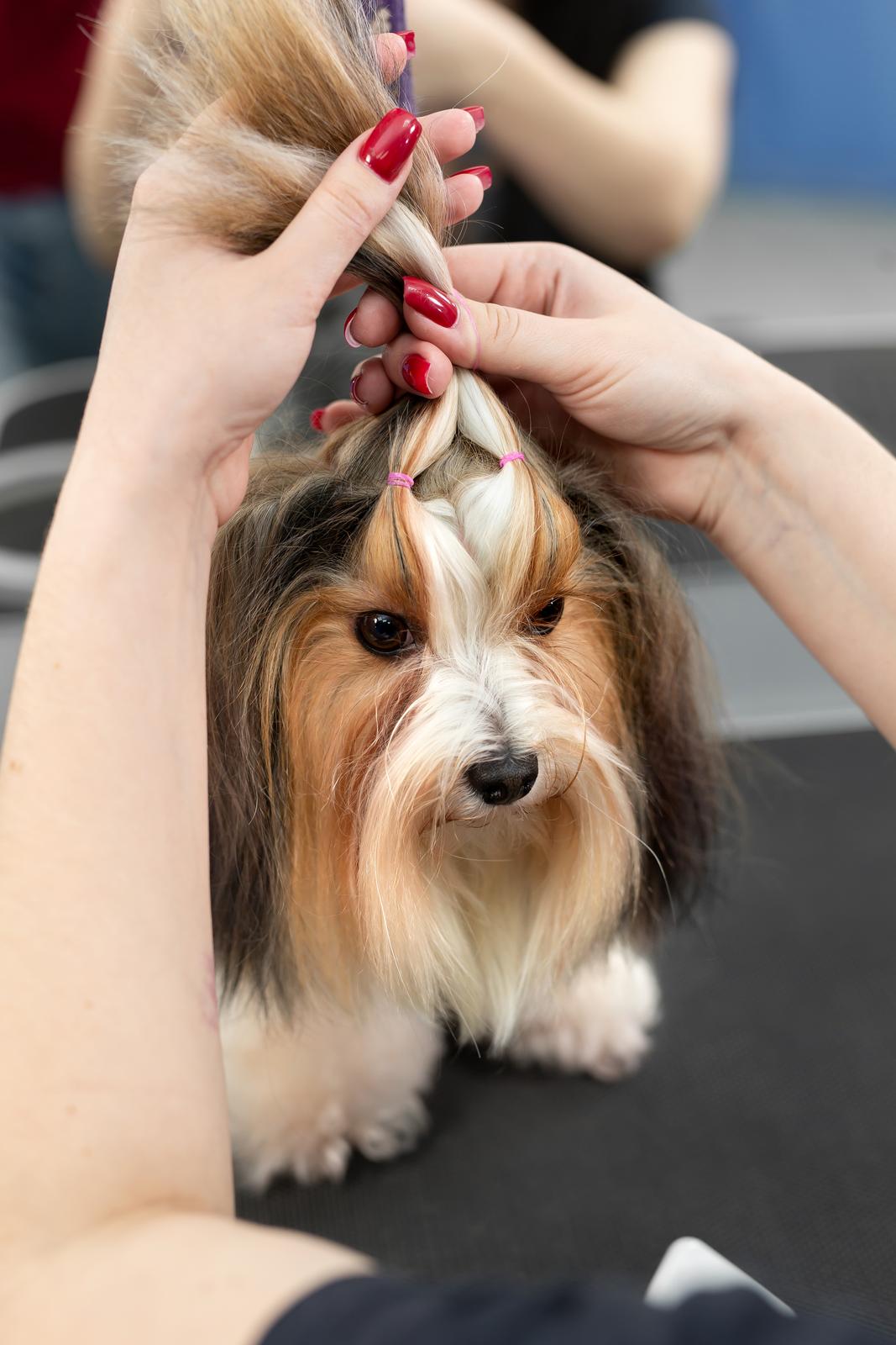 Jakie są popularne fryzury dla yorkshire terrier